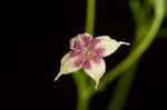 Arkansas bedstraw